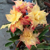 10 Thai Golden Adenium obesum Double layer (Desert Rose) Bonsai Seeds Fresh Flower New Seeds (Original Thai Seeds)